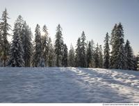 background forest winter 0019